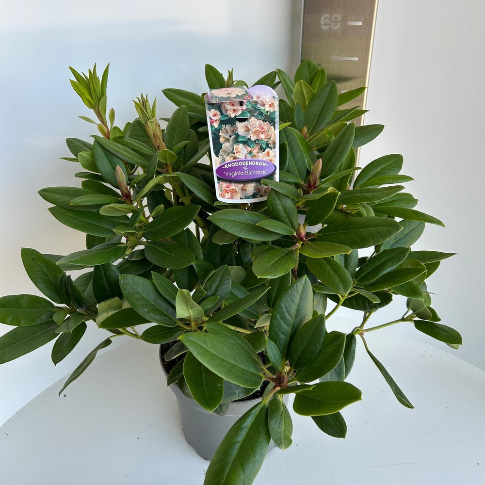 Rhododendron 'Virginia Richards'.