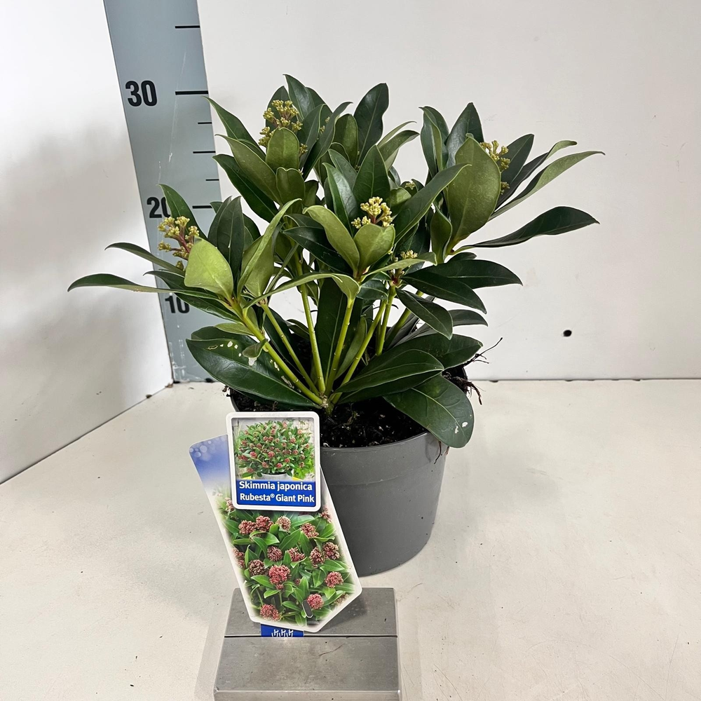 Skimmia jap. Rubesta® Giant Pink ('Moerings 4'PBR).