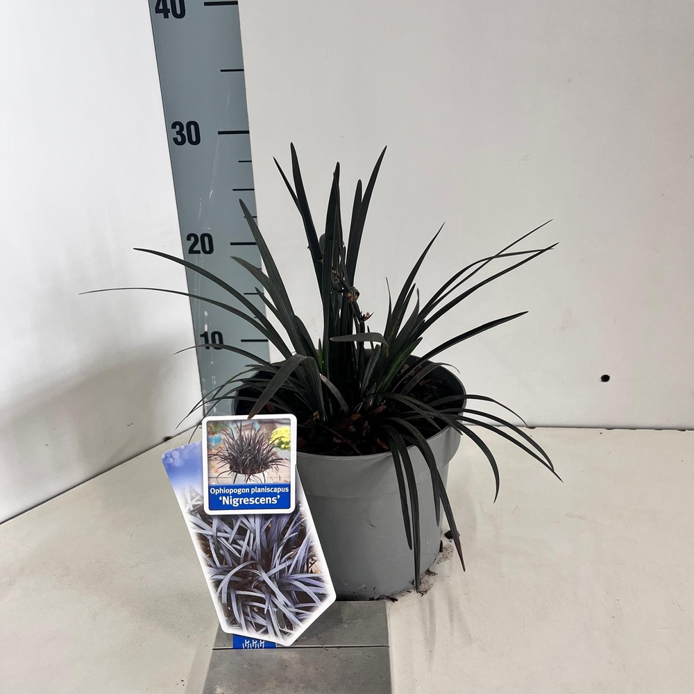 Ophiopogon plan. ‘Niger'.