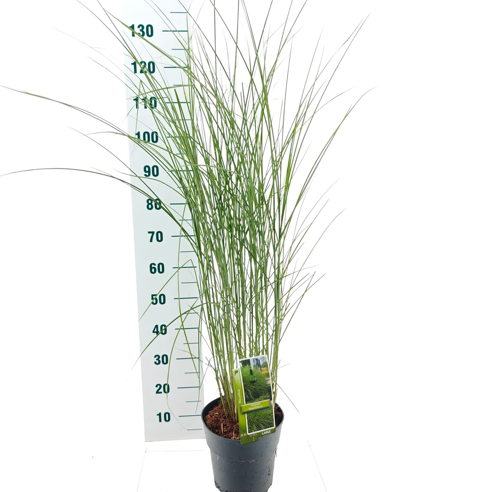 Miscanthus sin. 'Gracillimus'.