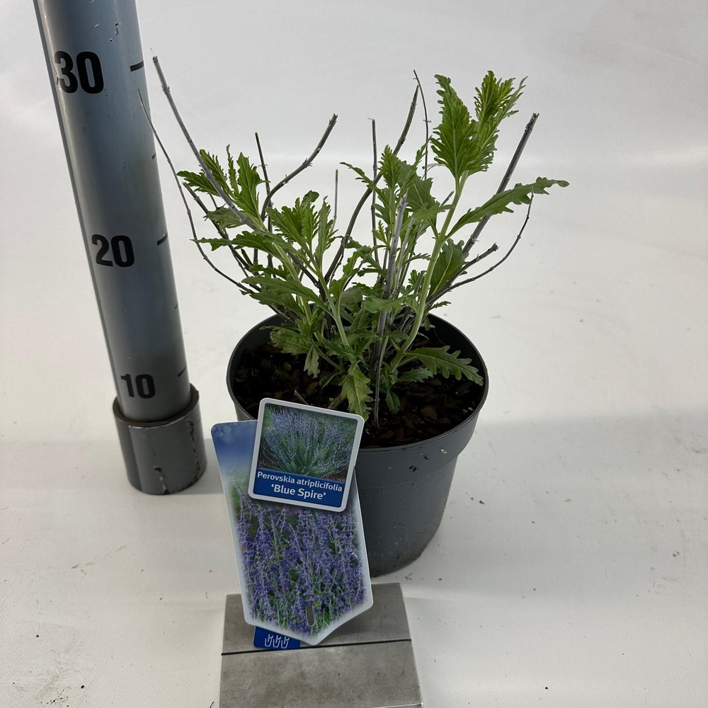 Perovskia atripicifolia 'Blue Spire'.