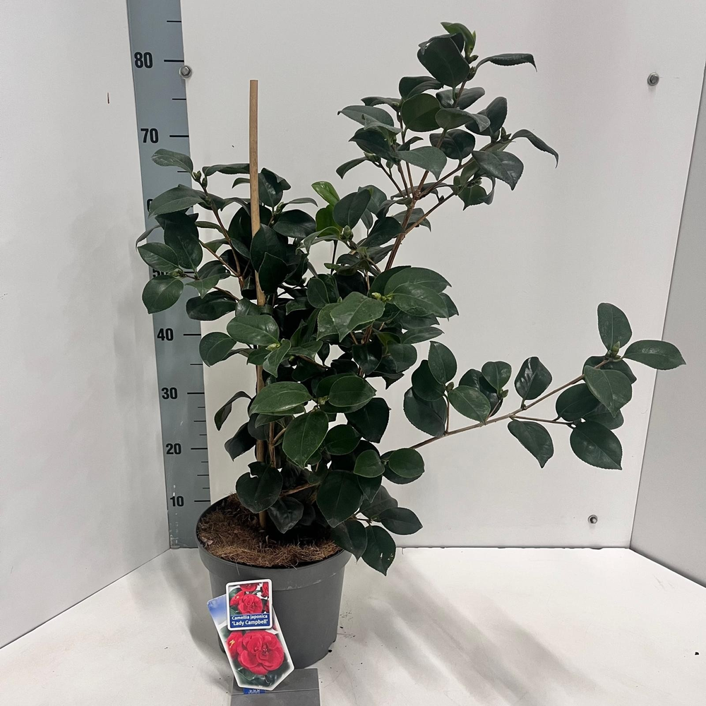 Camellia japonica 'Lady Campbell'.