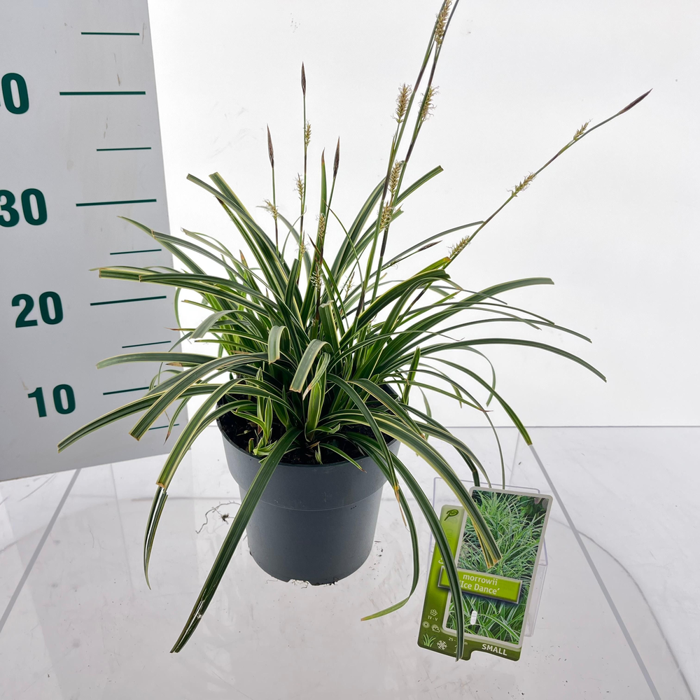Carex morrowii 'Ice Dance'.