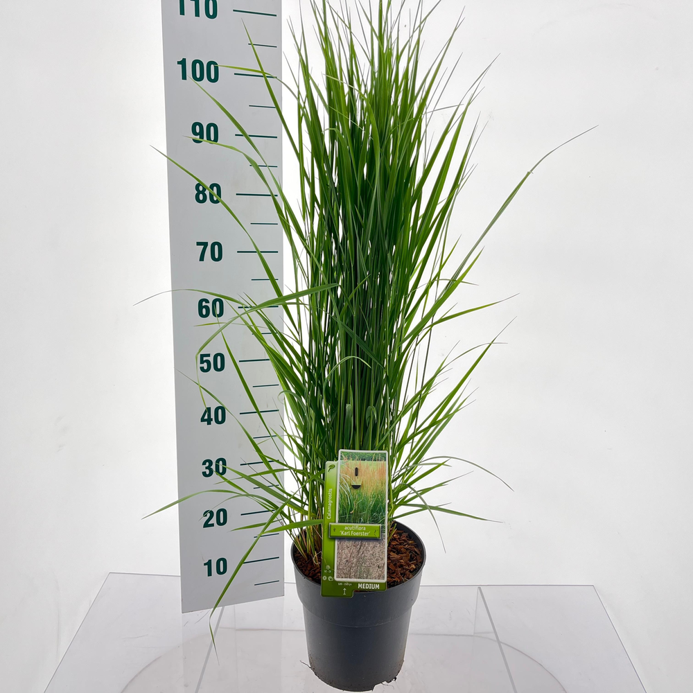 Calamagrostis acutiflora 'Karl Foerster'.