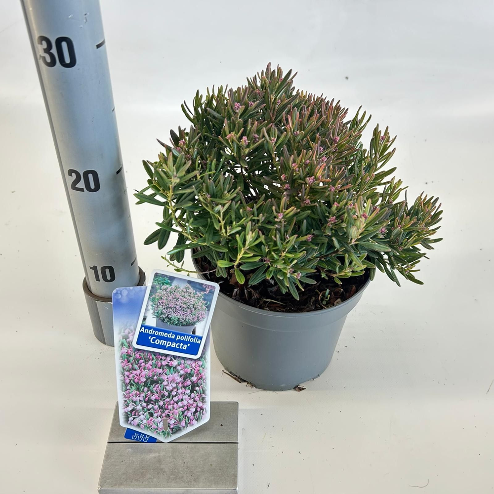Andromeda polifolia 'Compacta'.
