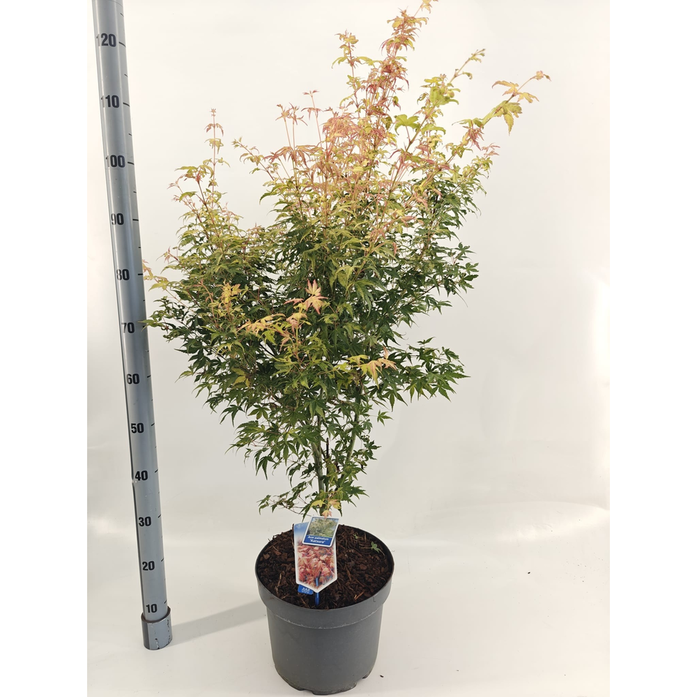 Acer pal. 'Katsura'.