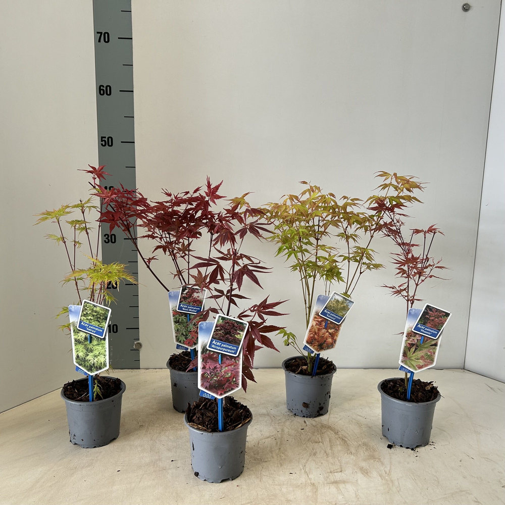 Acer palmatum in soorten (minimale order one layer.