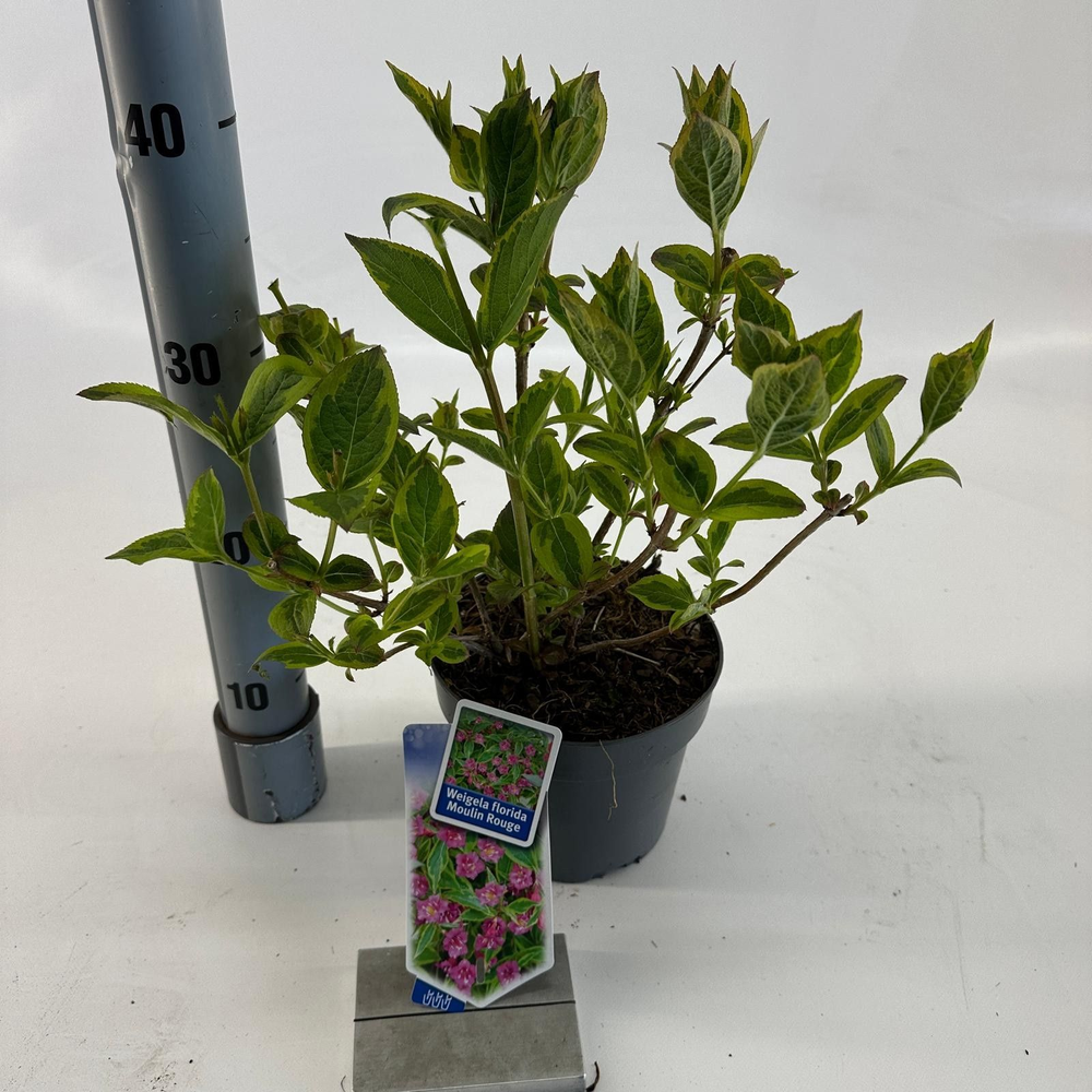 Weigela florida 'Brigela' PBR.