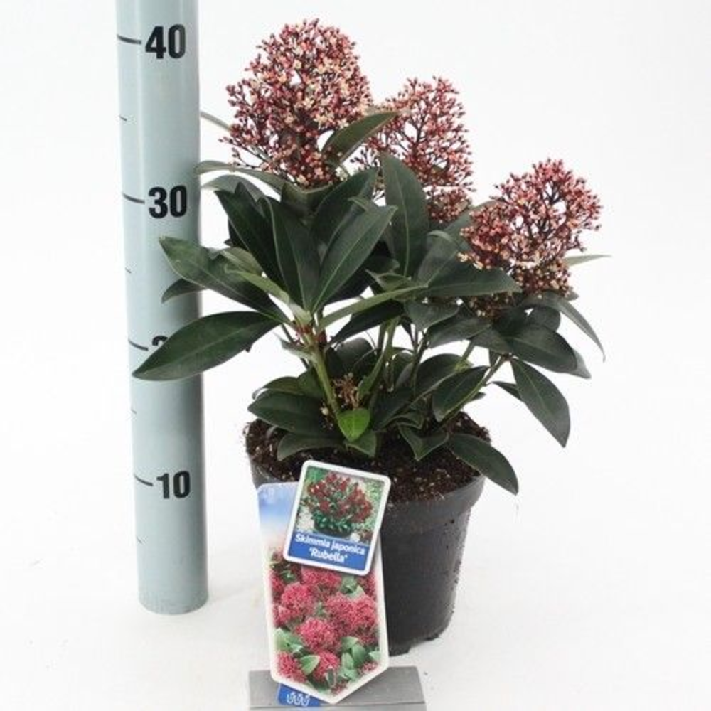Skimmia jap. 'Rubella'.