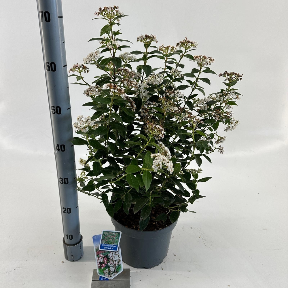 Viburnum tinus ‘Eve Price’.