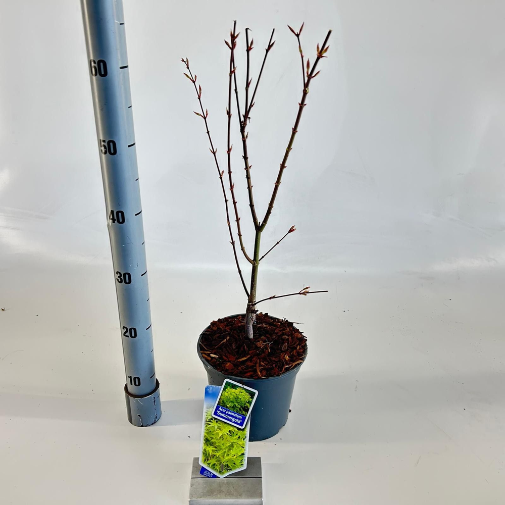 Acer pal. 'Summer Gold'.