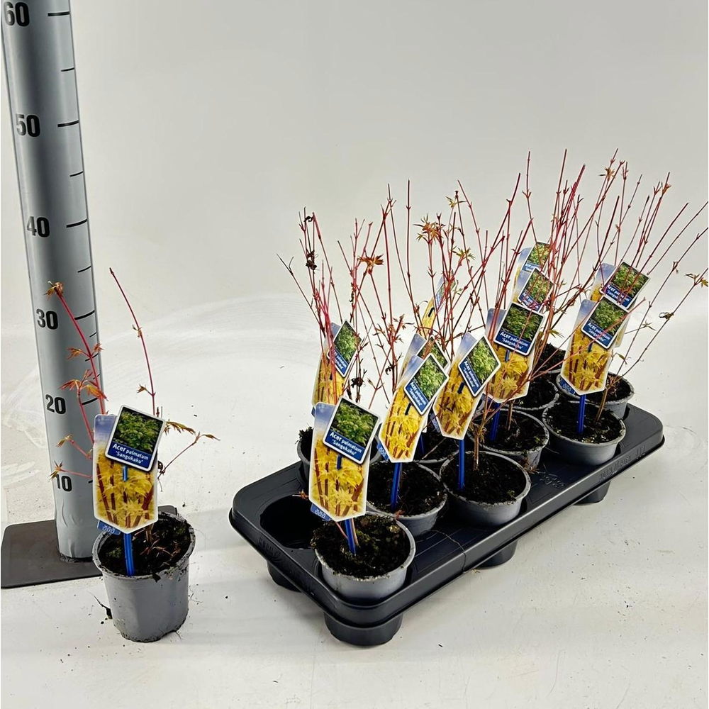 Acer pal. 'Sangokaku'.