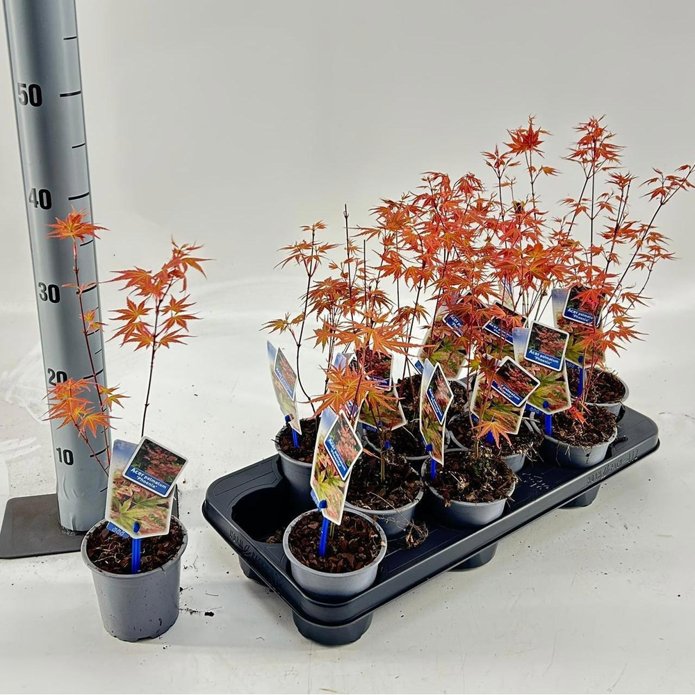 Acer pal. 'Phoenix'.