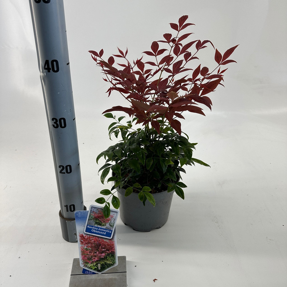Nandina domestica Obsessed ('Seika'PBR).