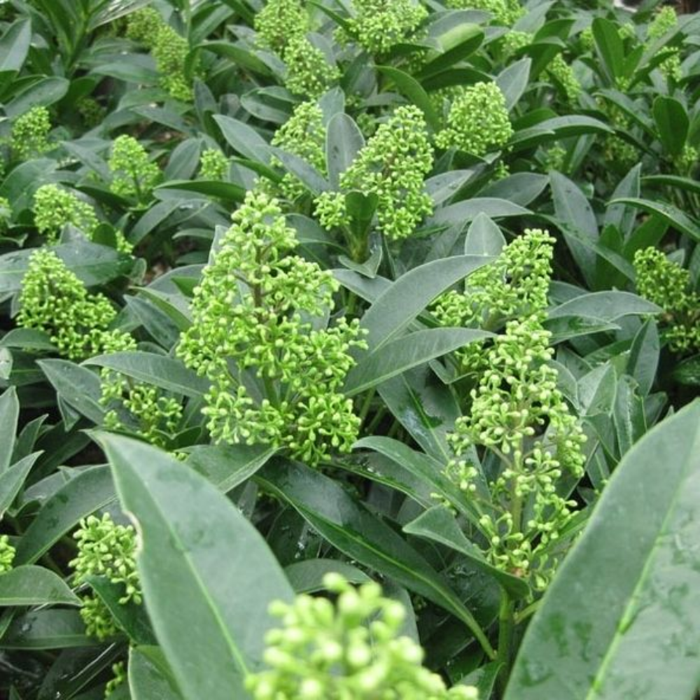 Skimmia confusa 'Kew Green'.