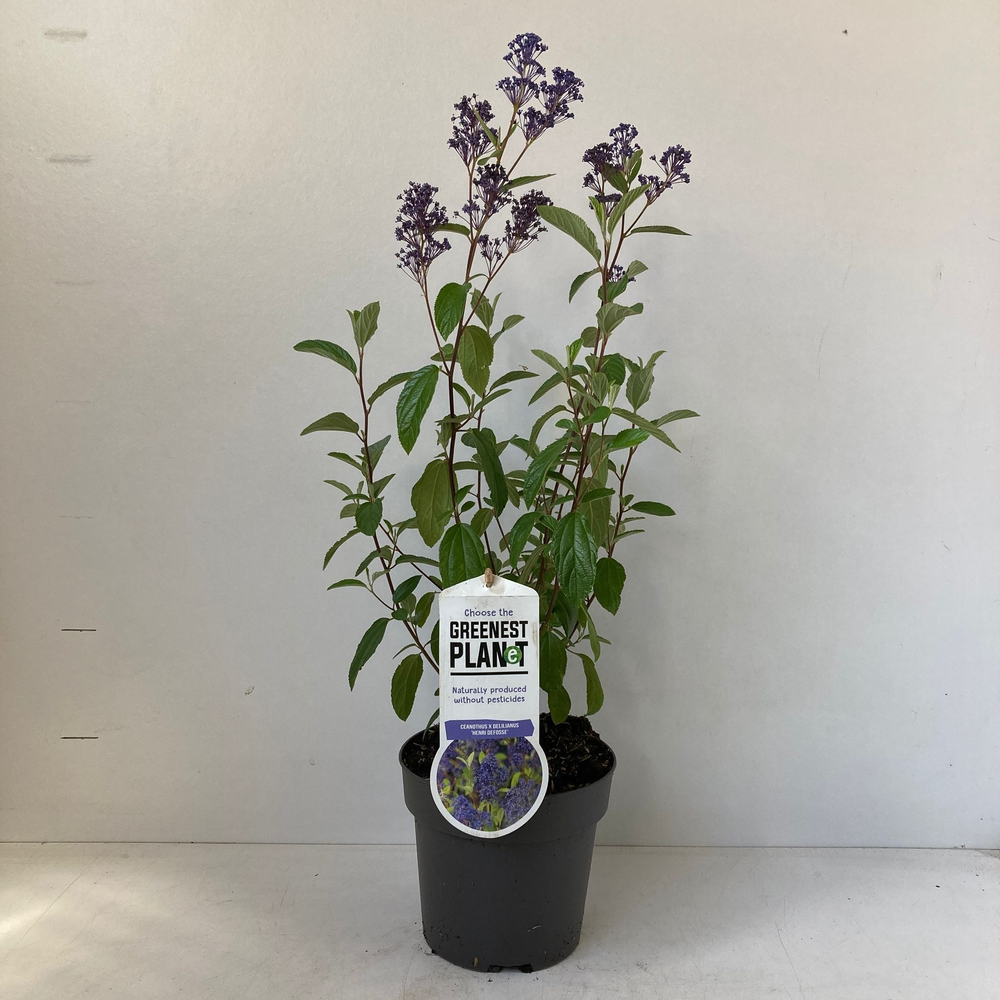 Ceanothus del. 'Henri Défossé'.
