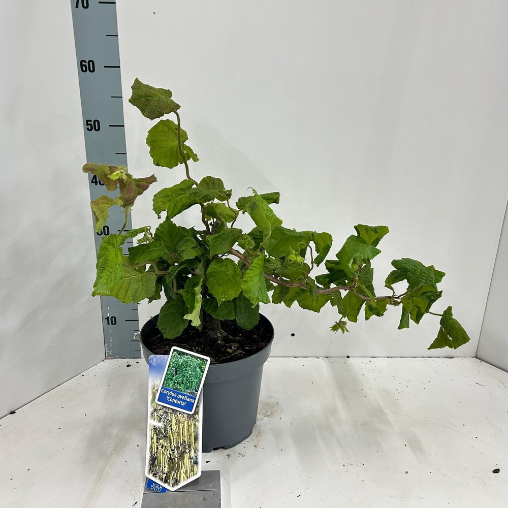 Corylus avellana 'Contorta' (gestokt).