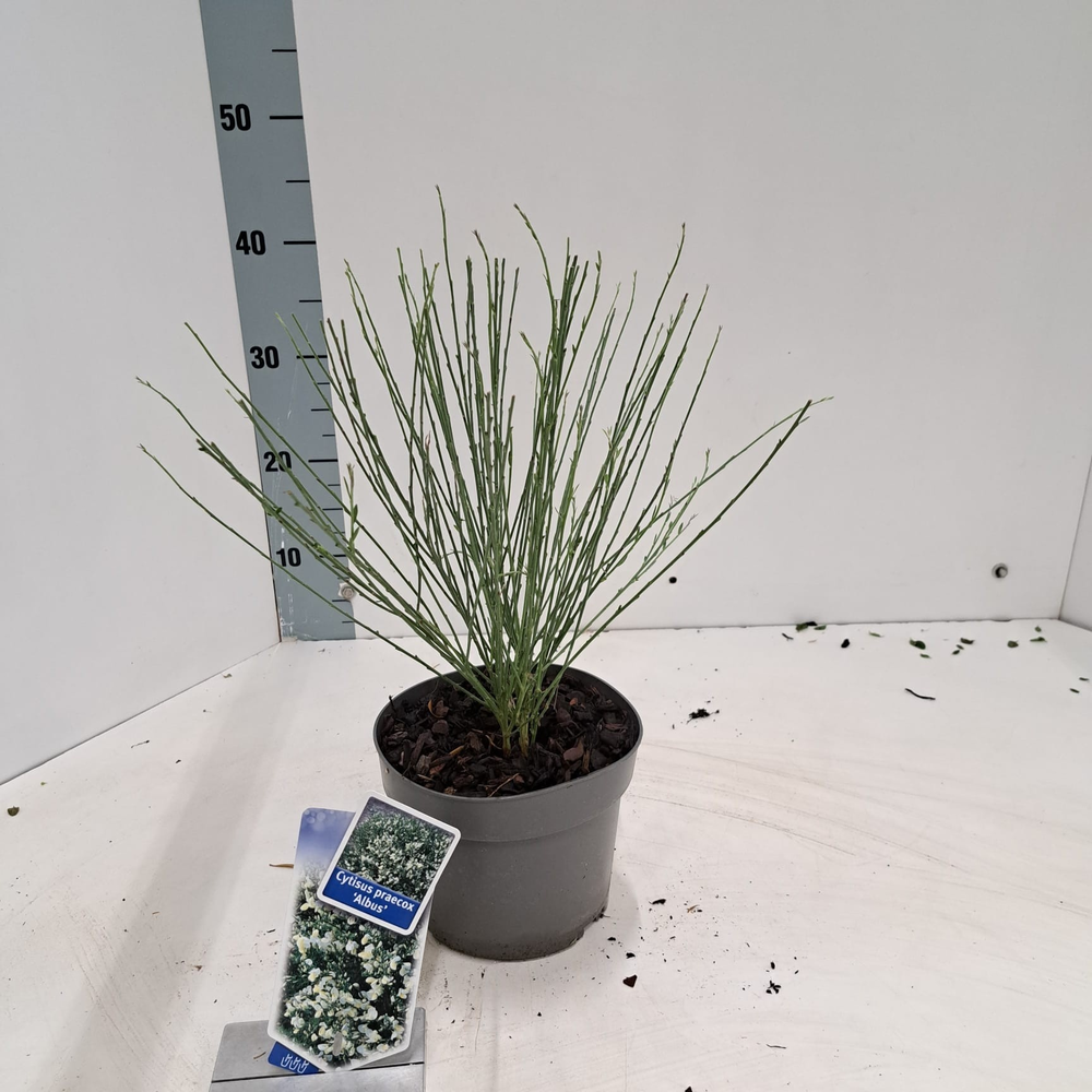 Cytisus praecox 'Albus'.