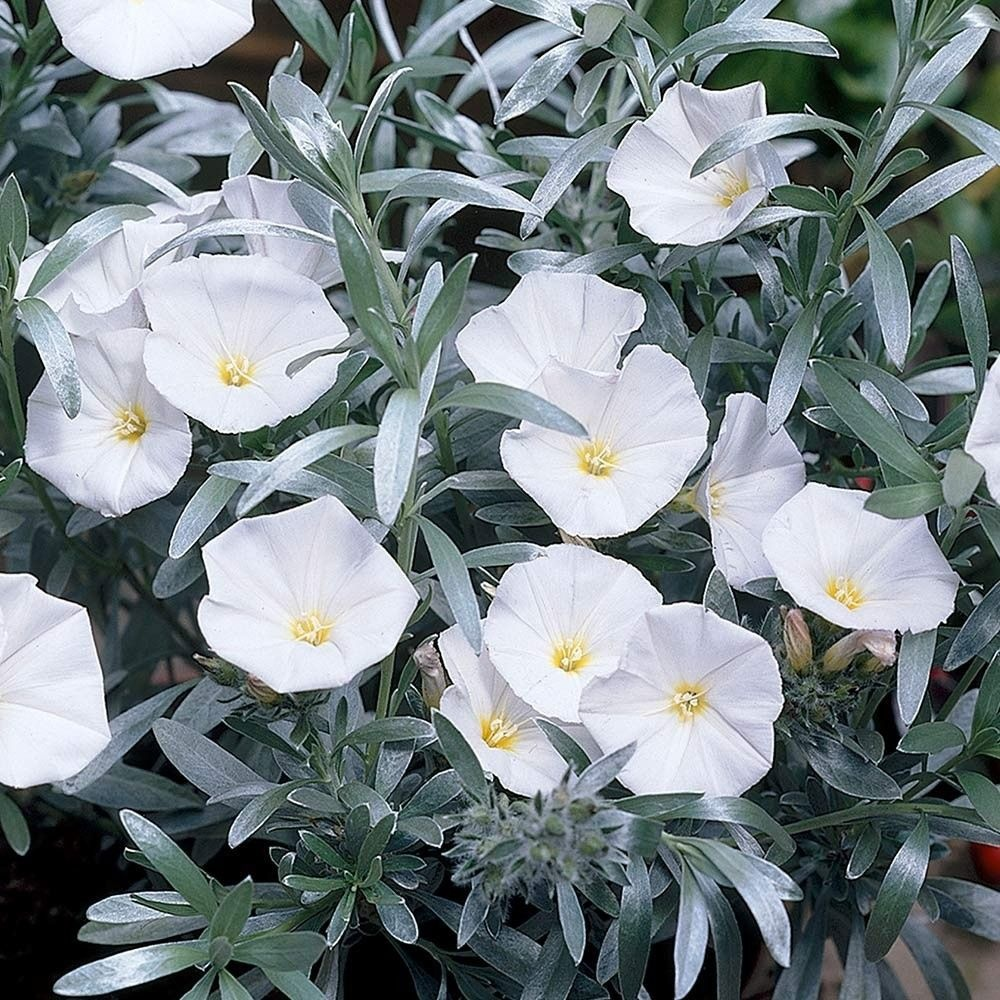 Convolvulus cneorum.