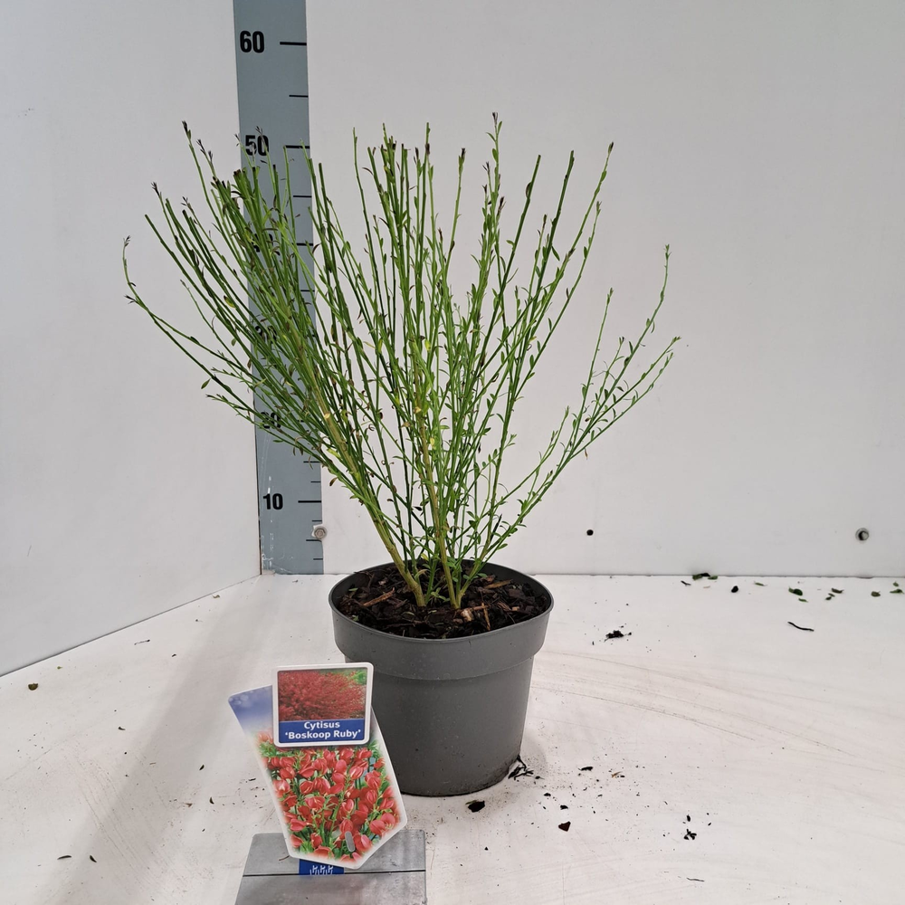 Cytisus praecox 'Boskoop Ruby'.