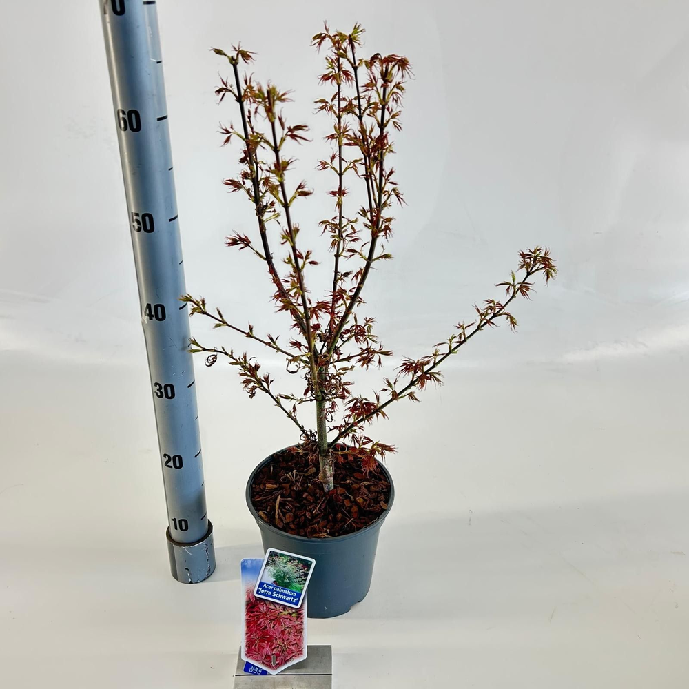 Acer pal. 'Jerre Schwartz'.