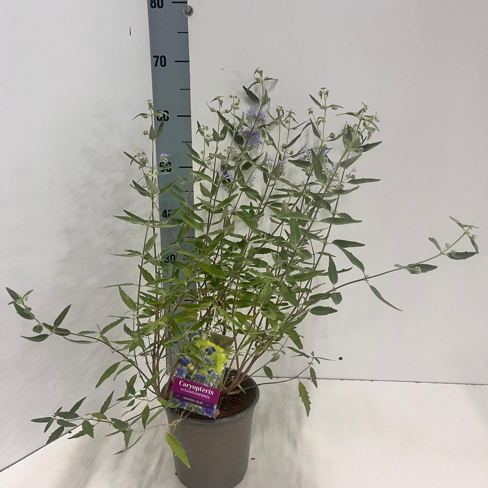 Caryopteris cland. 'Heavenly Blue'.