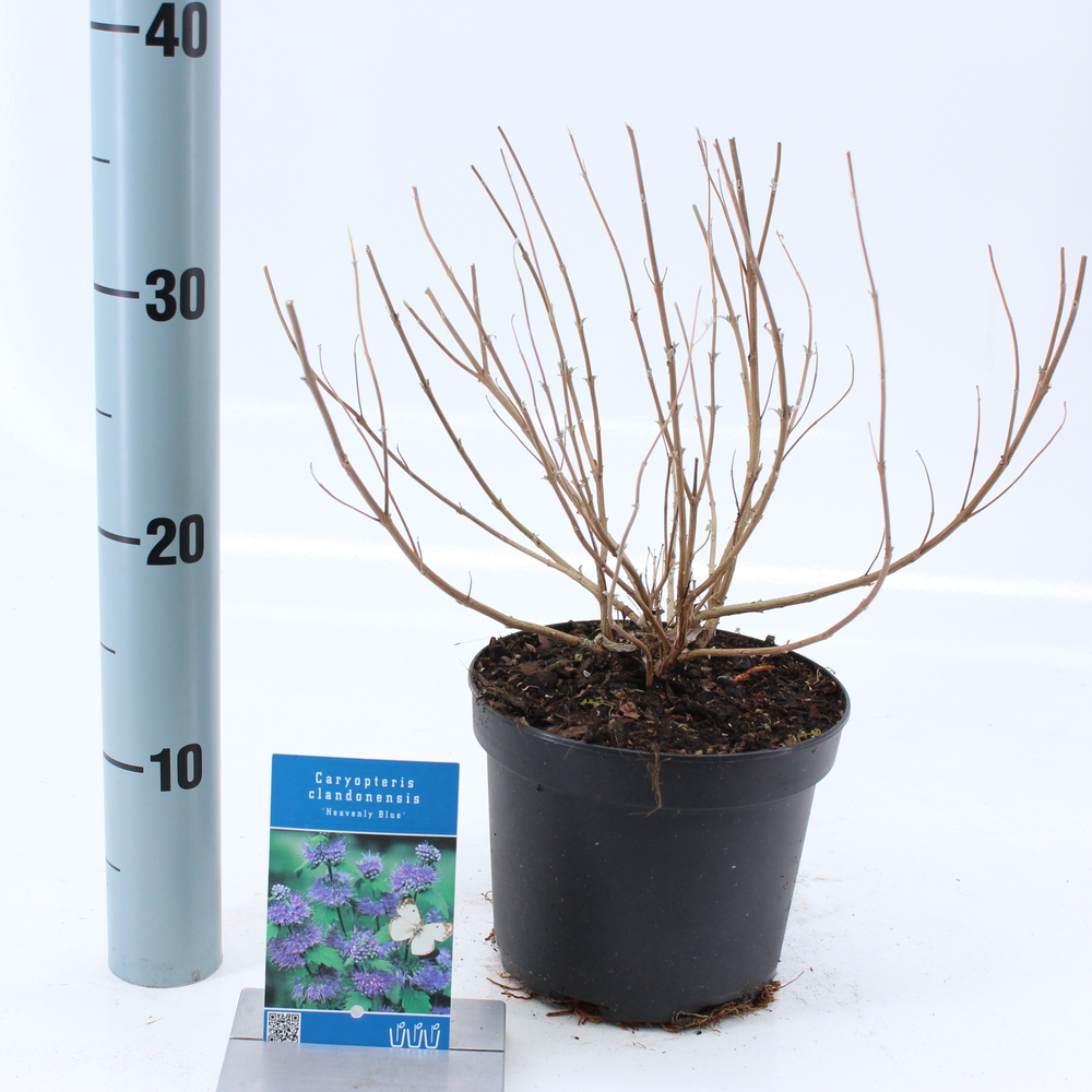 Caryopteris cland. 'Heavenly Blue'.