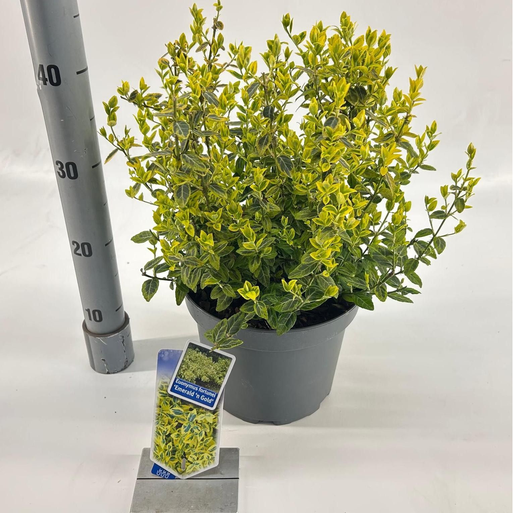 Euonymus fort. 'Emerald 'n Gold'.