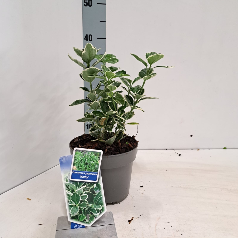 Euonymus jap. 'Kathy'.