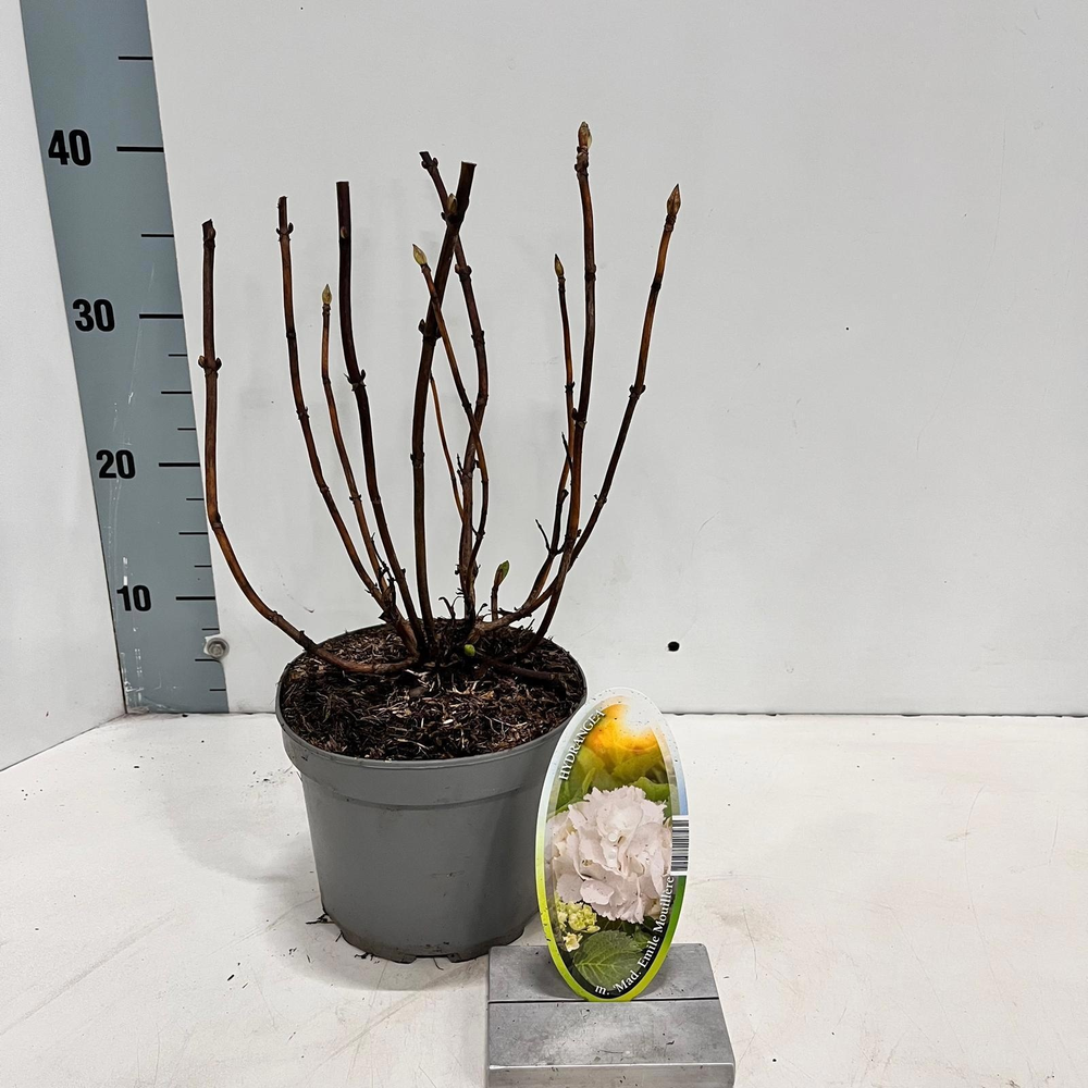 Hydrangea macr. 'Mme Emile Mouillere’.