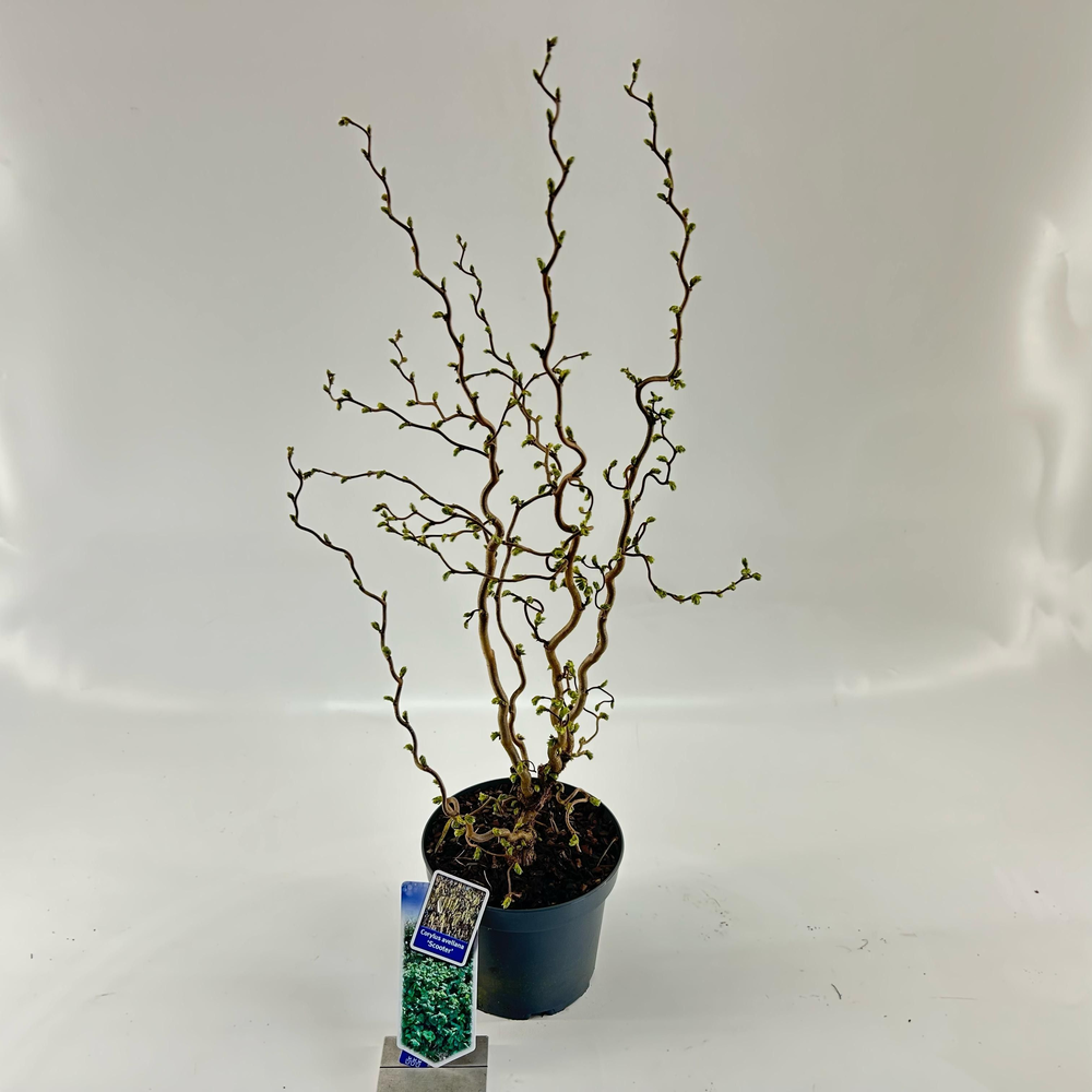 Corylus avellana 'Scooter'.