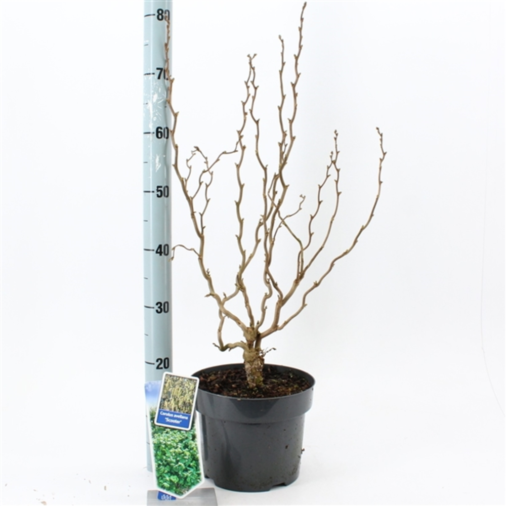 Corylus avellana 'Scooter'.