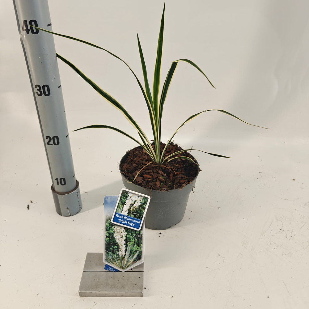 Yucca filamentosa 'Bright Edge'.