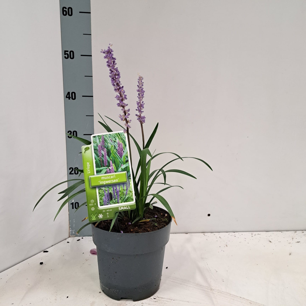 Liriope muscari 'Ingwersen'.