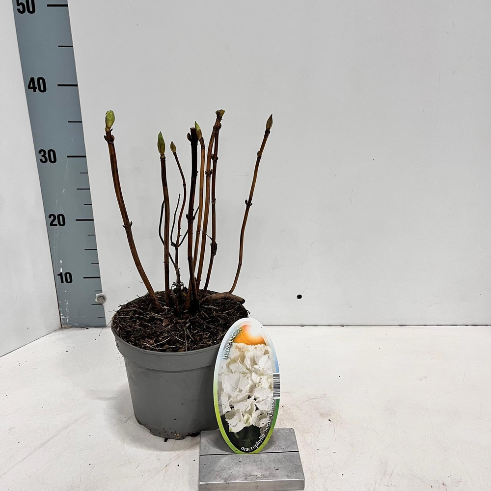 Hydrangea macr. 'Soeur Therese'.