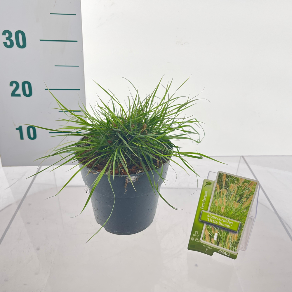 Pennisetum alopecuroides 'Little Bunny'.