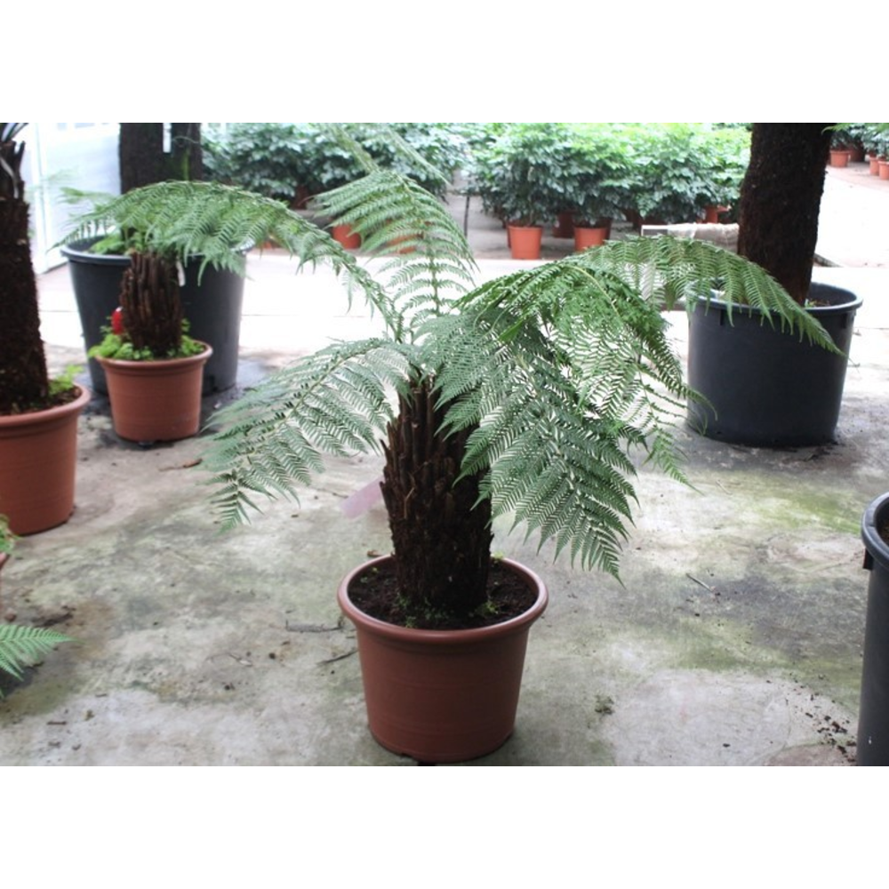 Dicksonia antarctica.