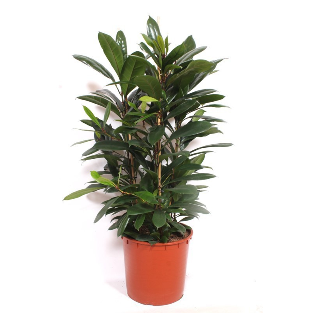Ficus Cyathistipula 3pp.