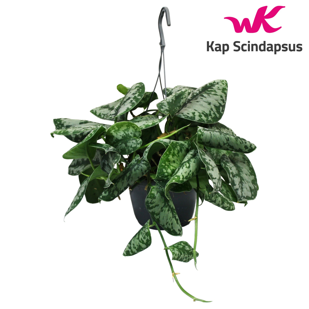 Scindapsus (Epipremnum) Trebie Hang Teruggeknipt.