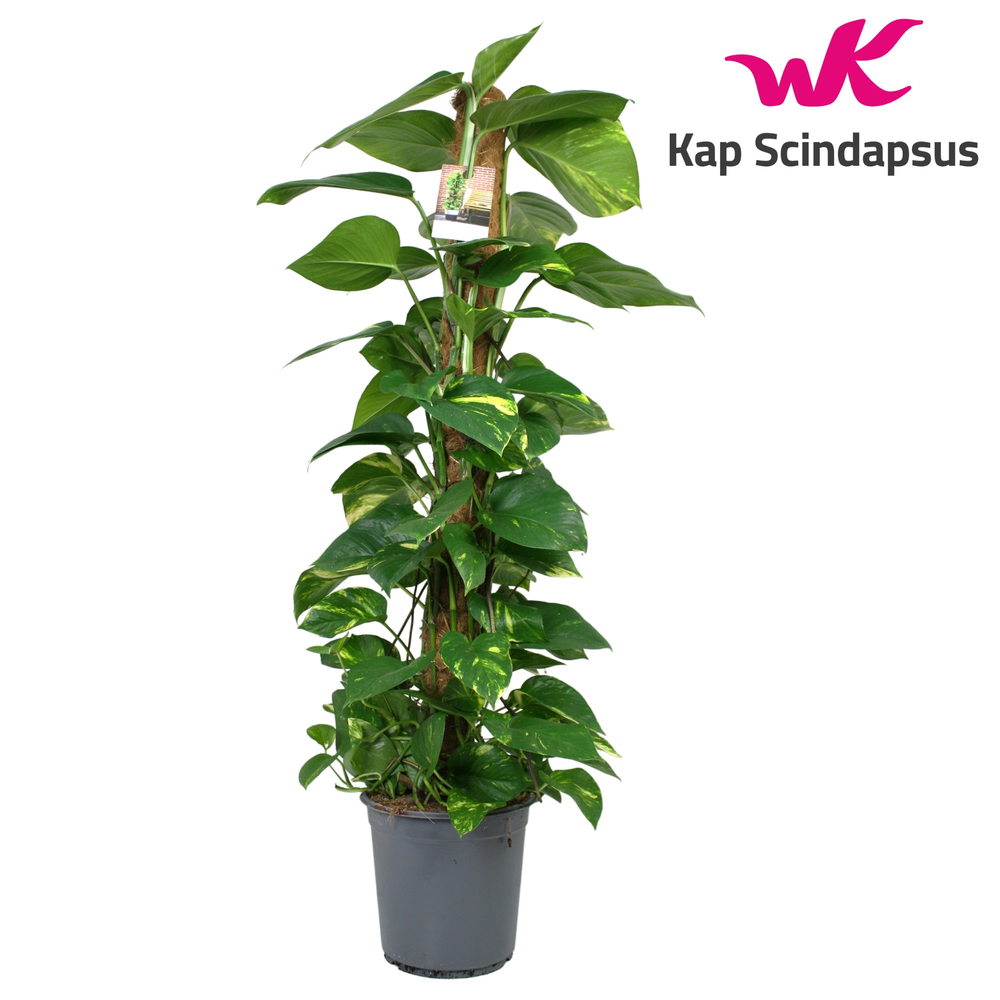 Scindapsus (Epipremnum) mosstok 120 cm.