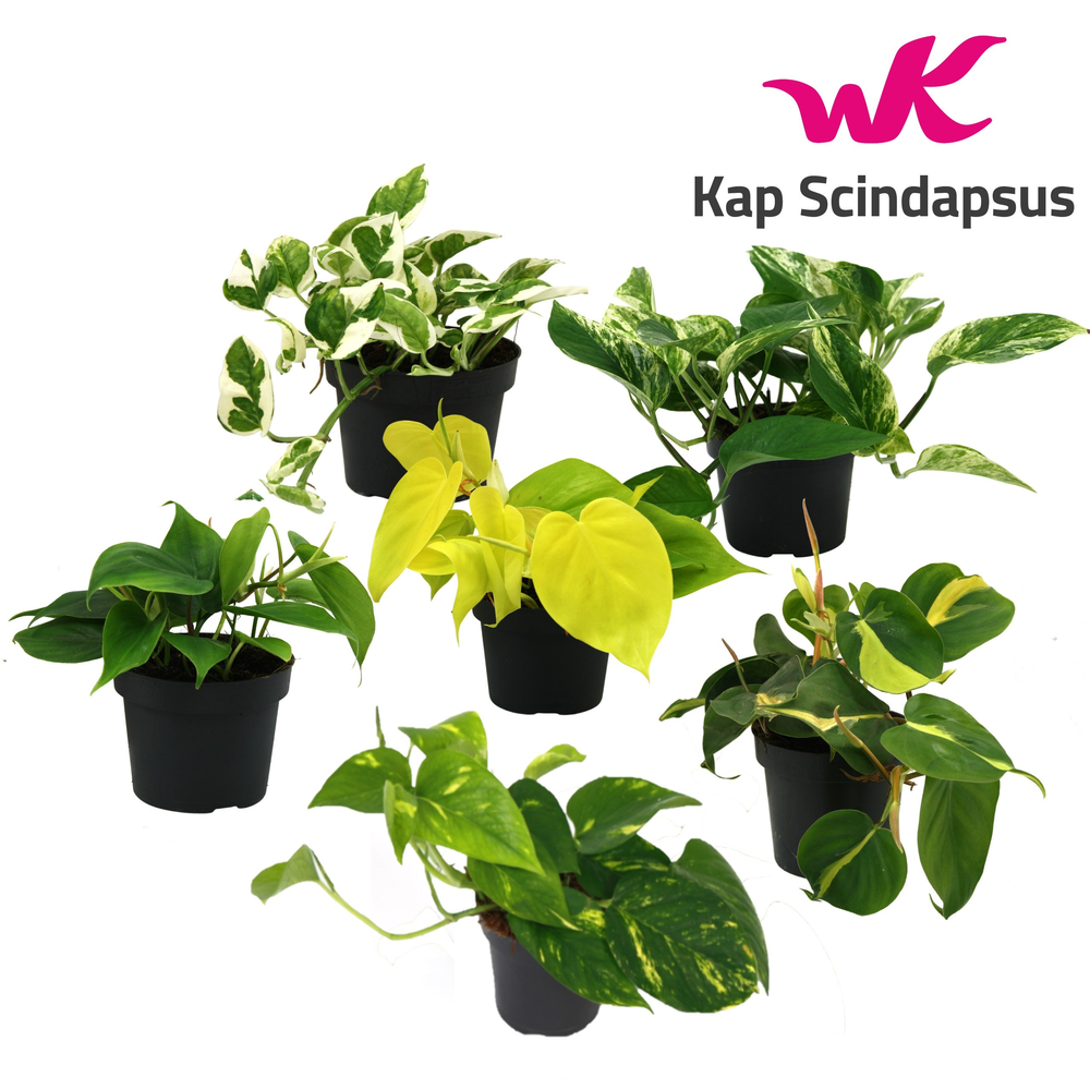 Mix Scindapsus (Epipremnum) / Philodendron gemengd.