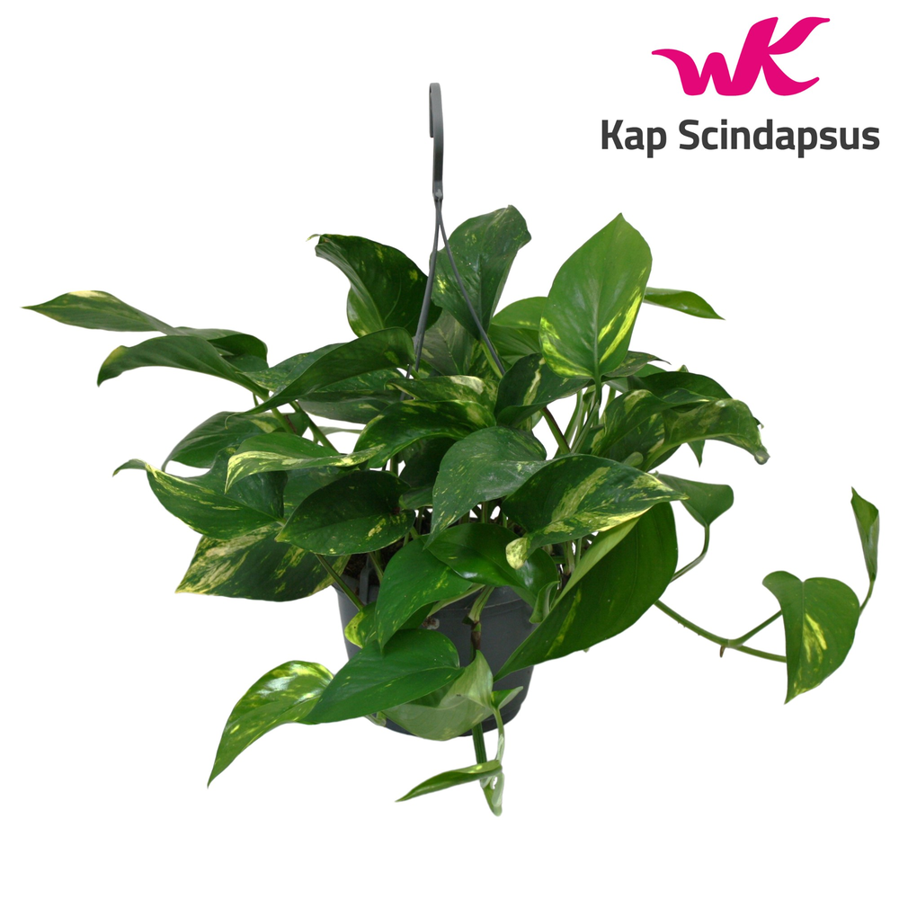 Scindapsus (Epipremnum) Hang Teruggeknipt.