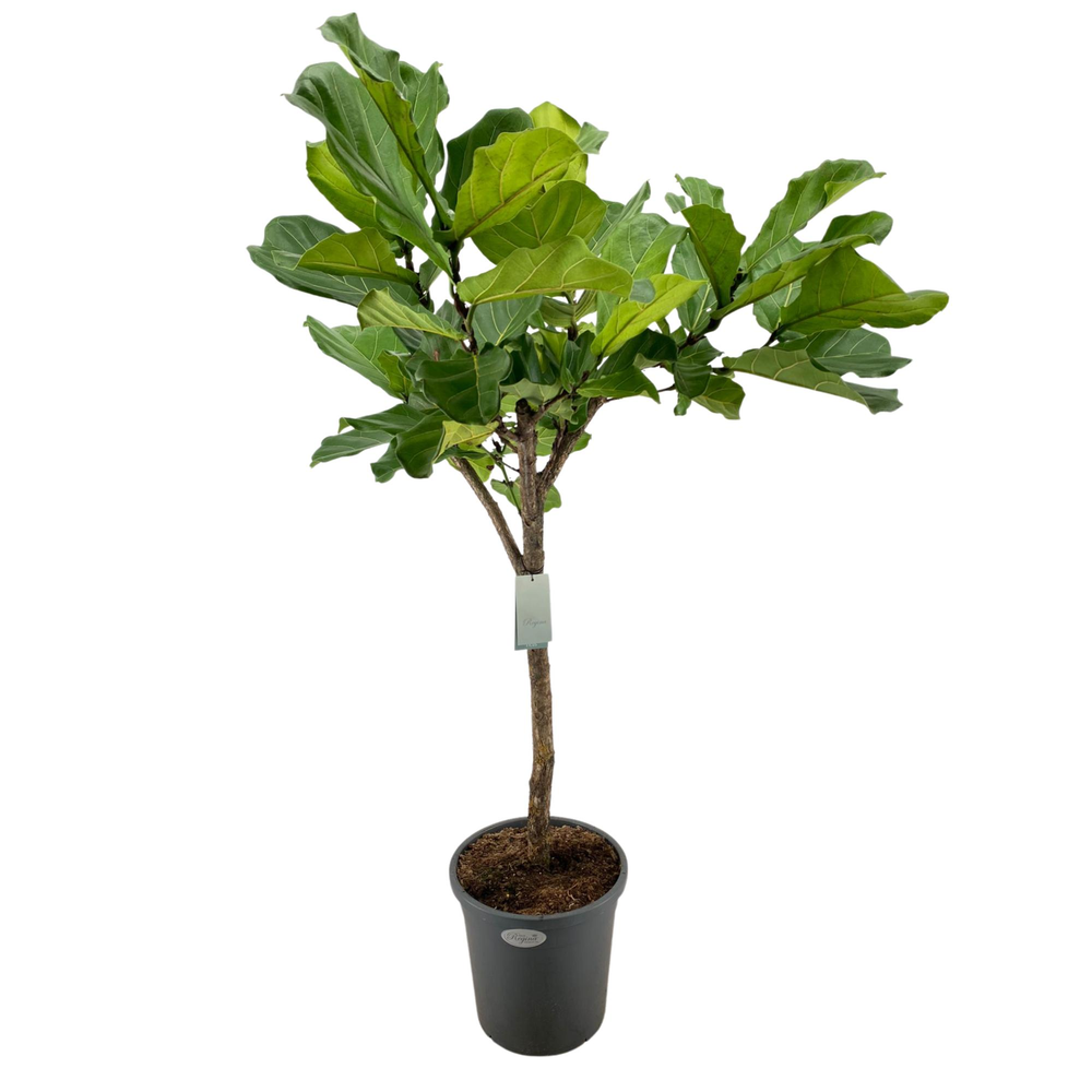 Ficus Lyrata rechte stam p31.