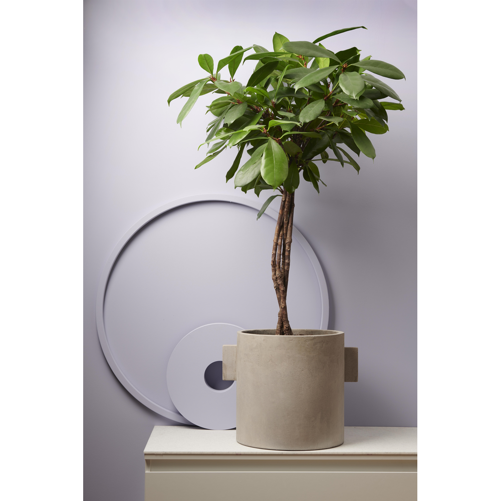 Ficus Cyathistipula gevlochten stam p24.
