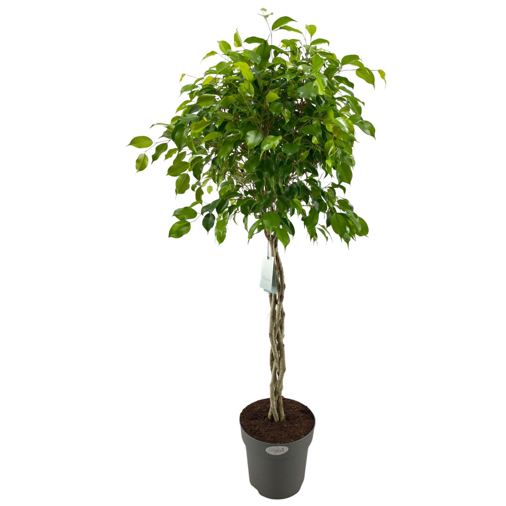 Ficus Benjamina Exotica gevlochten stam p27.