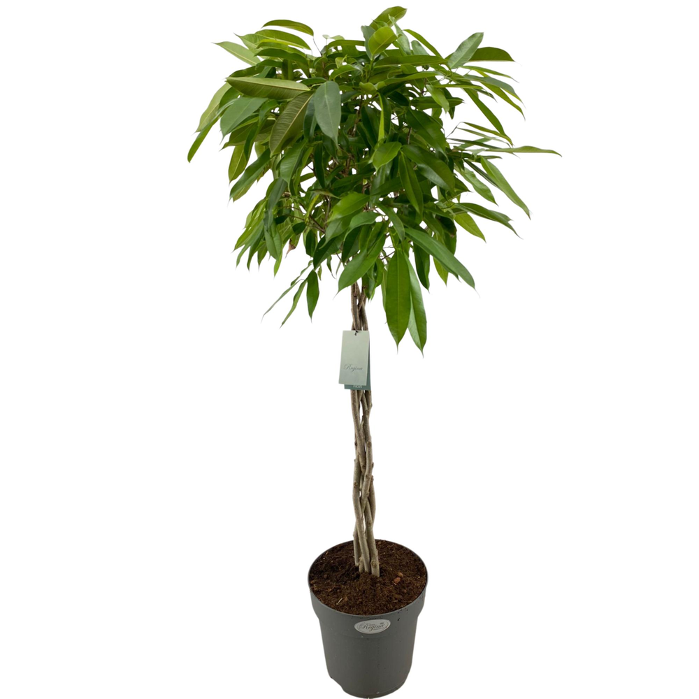 Ficus Binnendijkii Amstel King Gevlochten stam p27.