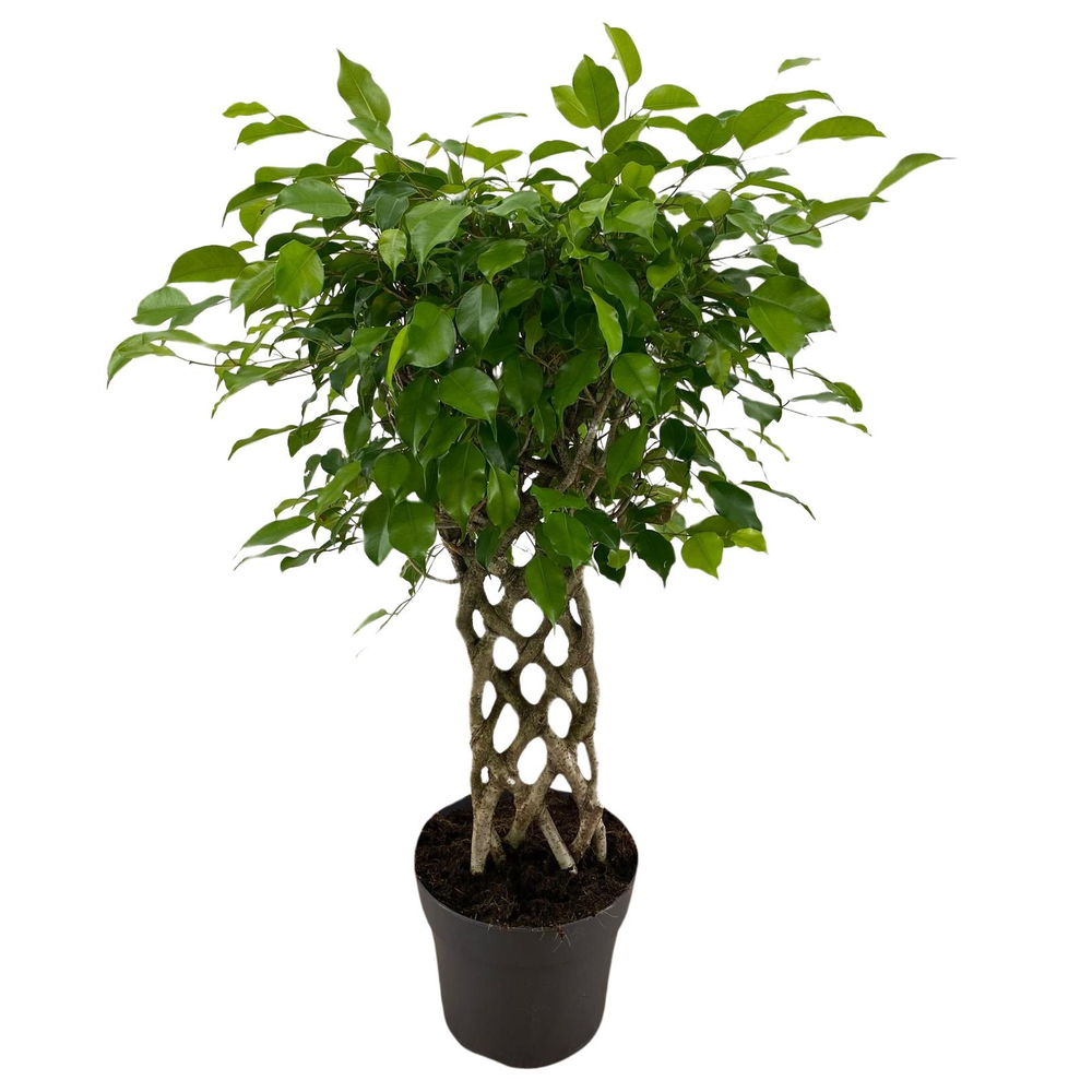 Ficus Benjamina Exotica mat p24.