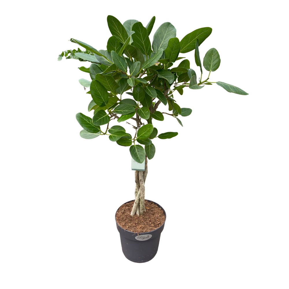 Ficus Benghalensis Audrey gevlochten stam p24.