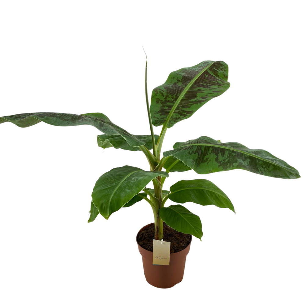 Musa Dwarf Cavendish p21.