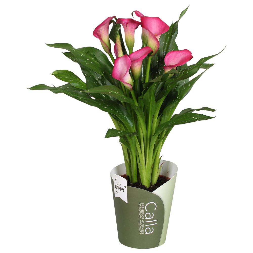 Zantedeschia Zazu SoHappyCalla roze met groene pot.